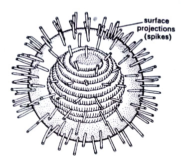 A typical myxovirus (influenza virus).